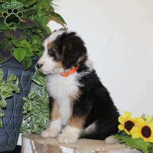 Summer, Bernedoodle Puppy